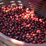 コーヒーはどこからやってくる？【エルサルバドル】