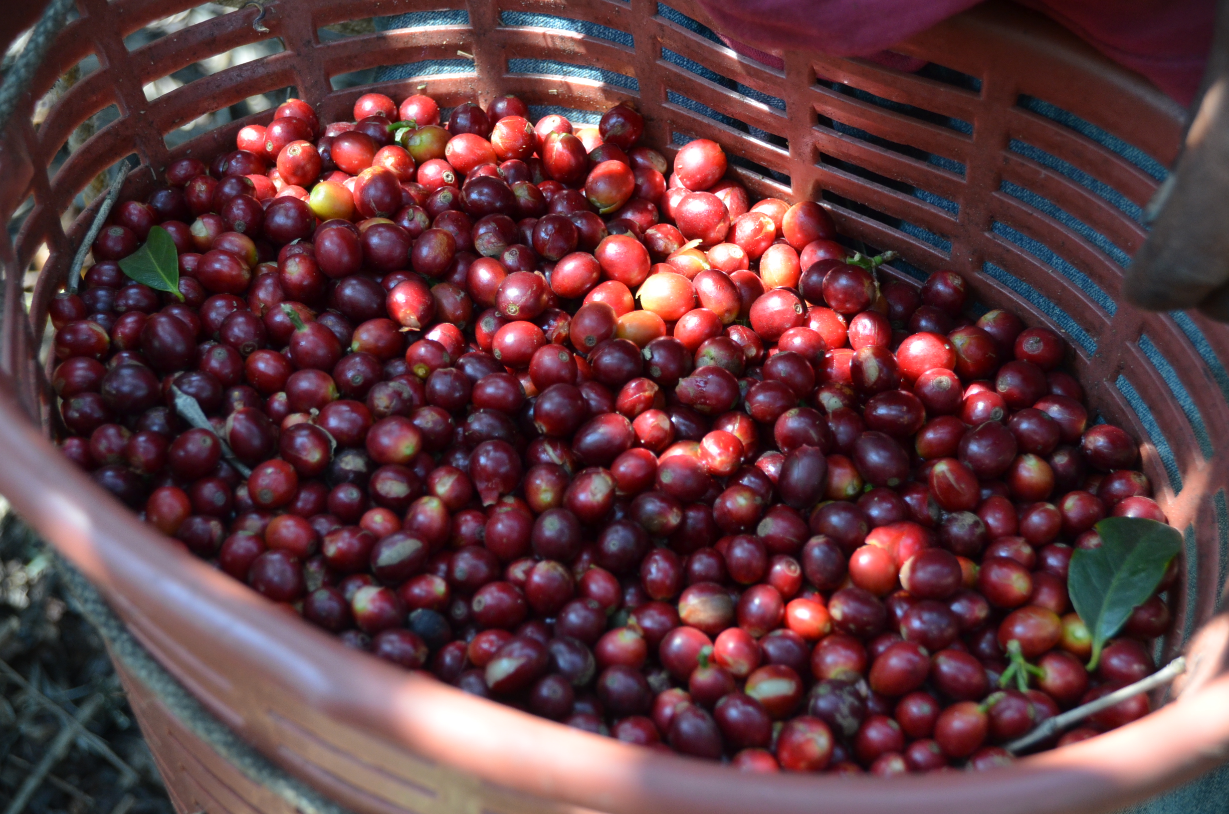 コーヒーはどこからやってくる？【エルサルバドル】