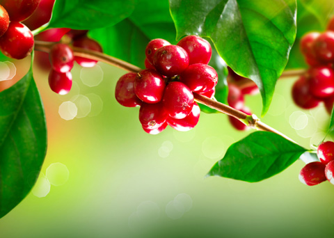 コーヒーはどこからやってくる？【パナマ】