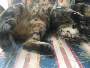 EDC87A97-4ACF-4C6C-9EE9-2BD44A981588