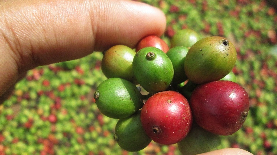 【後編】コーヒーの精製 ナチュラル／ウォッシュトって？