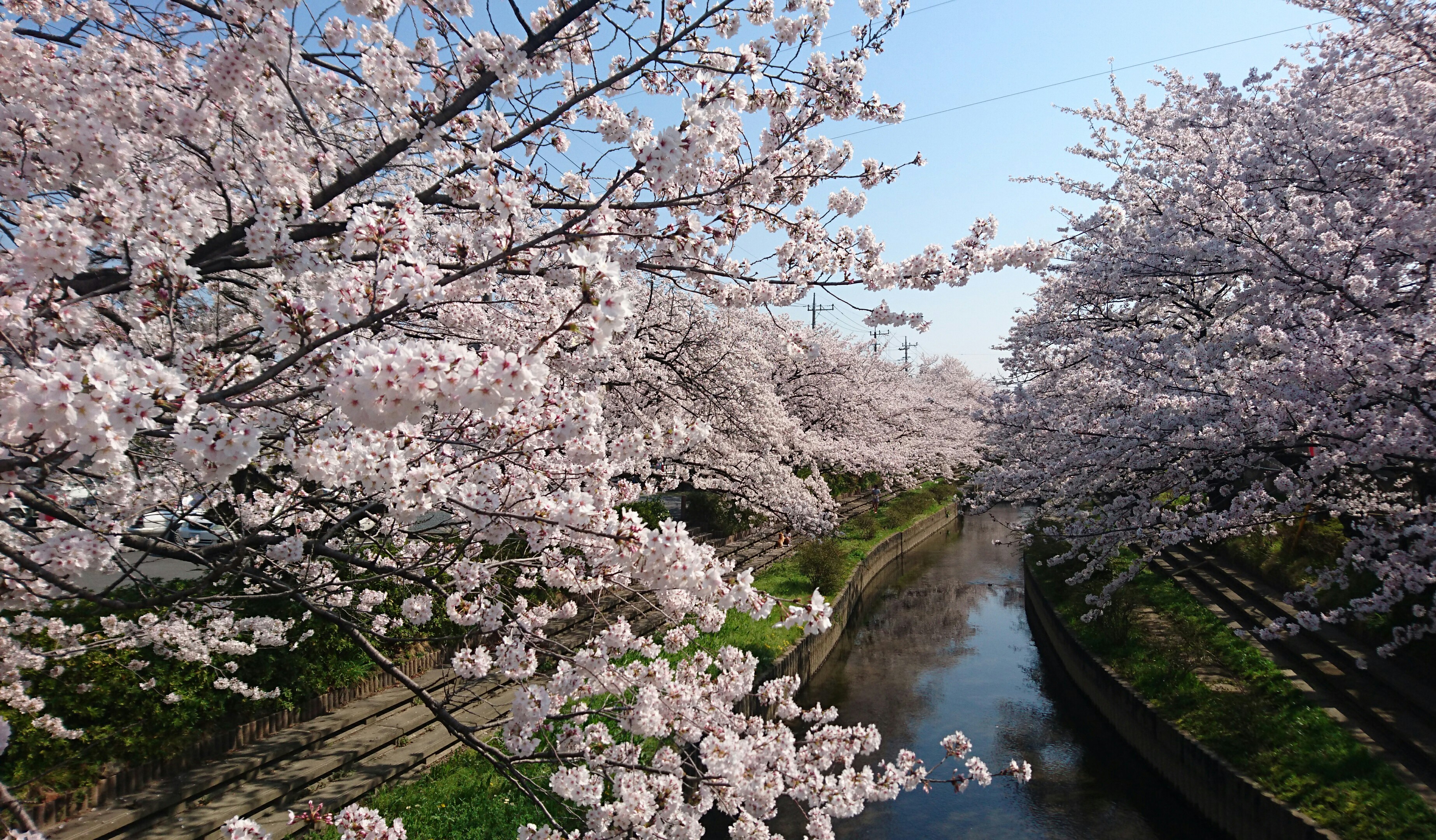 珈琲豆販売も喫茶メニューもやってる坂戸市の穴場カフェはクマロマです😆