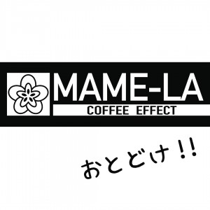 マメーラおとどけ❗️世界遺産豆【絶海の孤島ガラパコス】登場！日本に入ってきた半分の量を確保！
