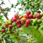 コーヒー豆を生の状態でご覧になったことはありますか？隠れ家カフェクマロマ