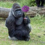 コーヒーはどこからやってくる？【ルワンダ】隠れ家カフェクマロマより♪