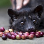 動物の◯◯から採れる極上のコーヒー！？　幻の珍品「コピ・ルアク」とは？？
