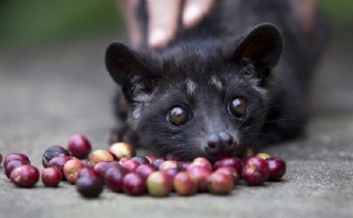 動物の◯◯から採れる極上のコーヒー！？　幻の珍品「コピ・ルアク」とは？？
