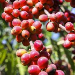 ガイアの夜明けでも特集されたゲイシャの歴史と軌跡。「ゲイシャ・フレーバー」がお勧め！