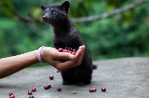 クマロマで幻のコーヒー豆が飲める！ジャコウネコのコーヒーとも呼ばれる天然の「コピ・ルアック」とは？