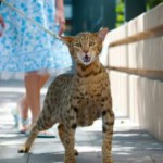 世界で最も希少な猫は1000万円。世界で最も希少なコーヒーが437円から！？(通常は8000円)