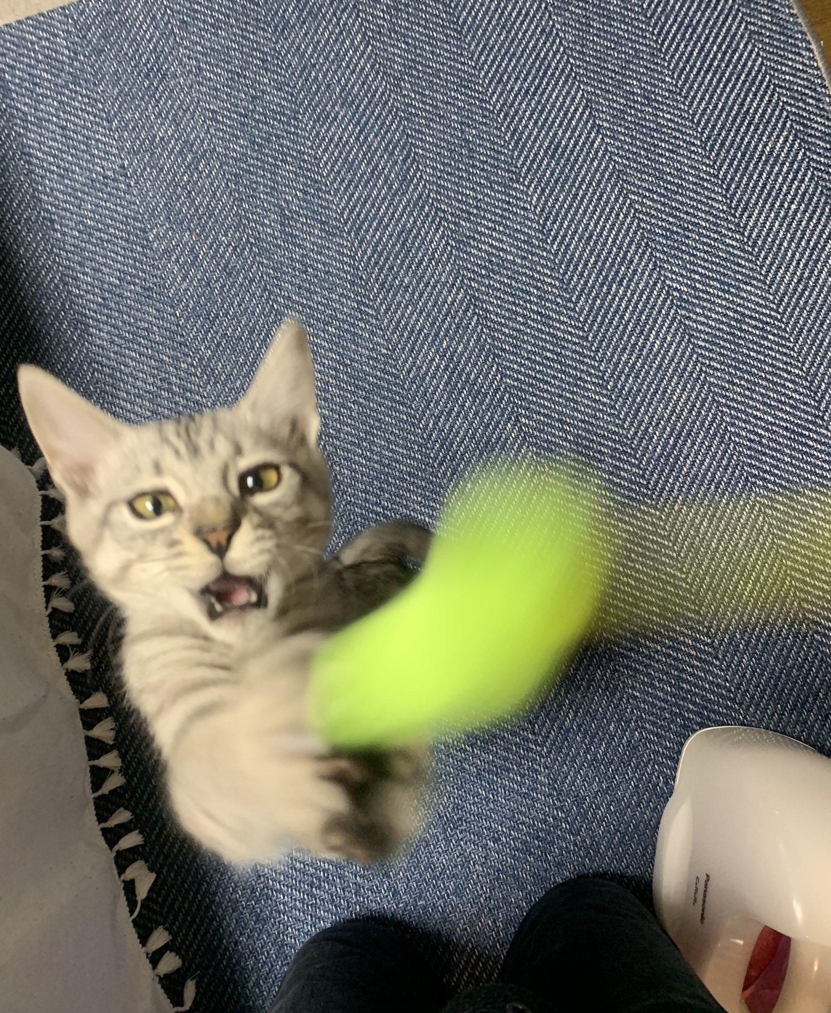 Ｑ．普通の猫からでも【コピ・ルワック】はつくれますか？