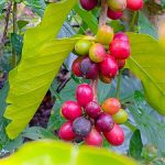 ご要望にお応えして、【東ティモール　コカマウ】入荷させていただきました！！