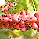 　珈琲豆紹介【中国雲南省　プーアル・ピーチ】桃源郷の秘境から。