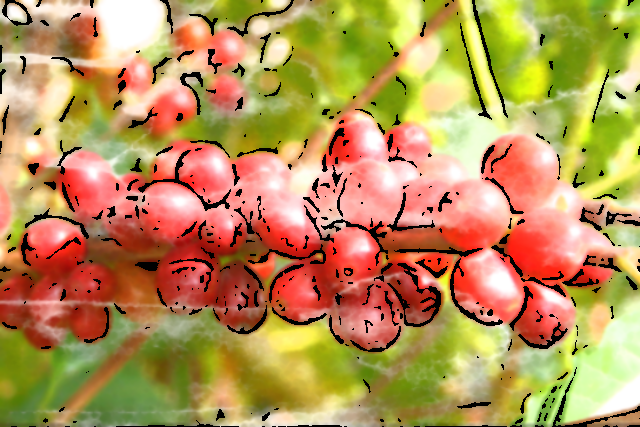 　珈琲豆紹介【中国雲南省　プーアル・ピーチ】桃源郷の秘境から。