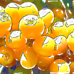 珈琲豆紹介【ブラジル　アルコイリス農園】突然変異で誕生した、黄色い宝石のようなコーヒーチェリーとは？