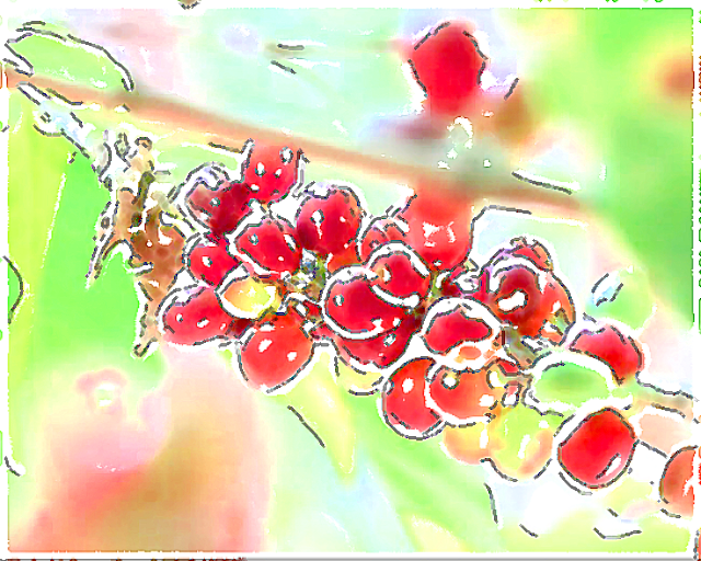 珈琲豆紹介【ブラジル フルッタ・メルカドンNT】めくるめく香りの物語とは…！？