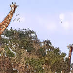 タンザニアコーヒーの最高品質に与えられるブランド「スノートップ」入荷しました！