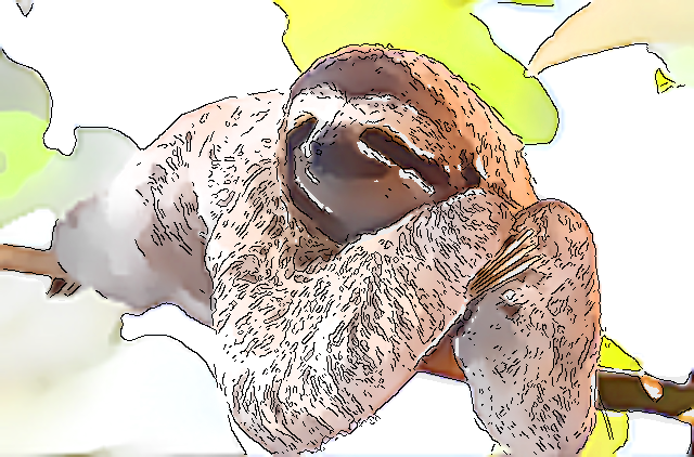 【KUMAROMAの森シリーズ】「パナマの森」カツアイ・アマドール